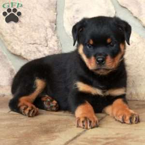 Eva, Rottweiler Puppy