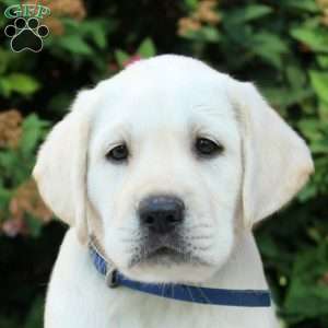 Eva, Yellow Labrador Retriever Puppy