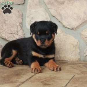 Eva, Rottweiler Puppy