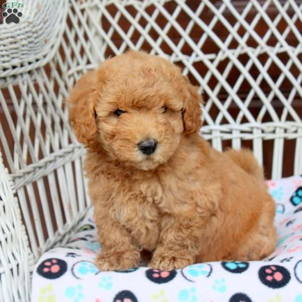 Evan, Bich-Poo Puppy
