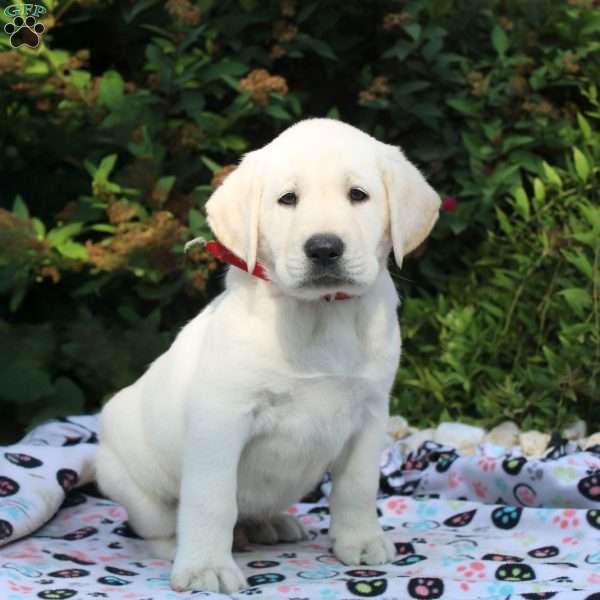 Evan, Yellow Labrador Retriever Puppy