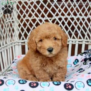 Evan, Bich-Poo Puppy