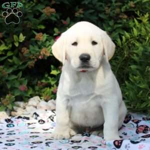 Evan, Yellow Labrador Retriever Puppy