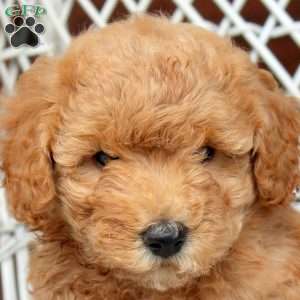 Evan, Bich-Poo Puppy