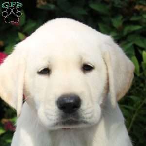 Evan, Yellow Labrador Retriever Puppy