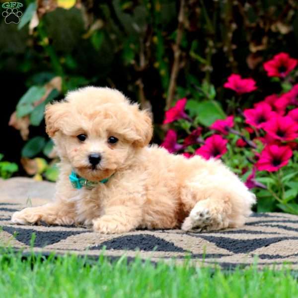 Evan, Bich-Poo Puppy
