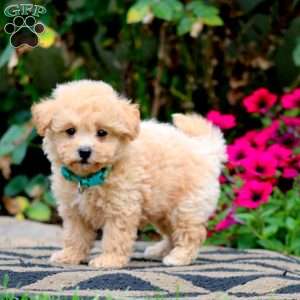 Evan, Bich-Poo Puppy