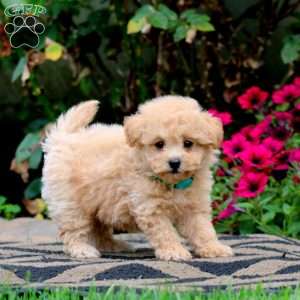 Evan, Bich-Poo Puppy