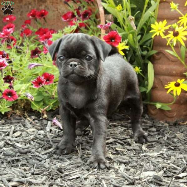 Evie, Pug Puppy