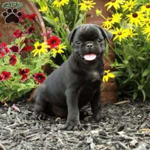 Evie, Pug Puppy