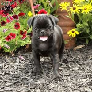 Evie, Pug Puppy