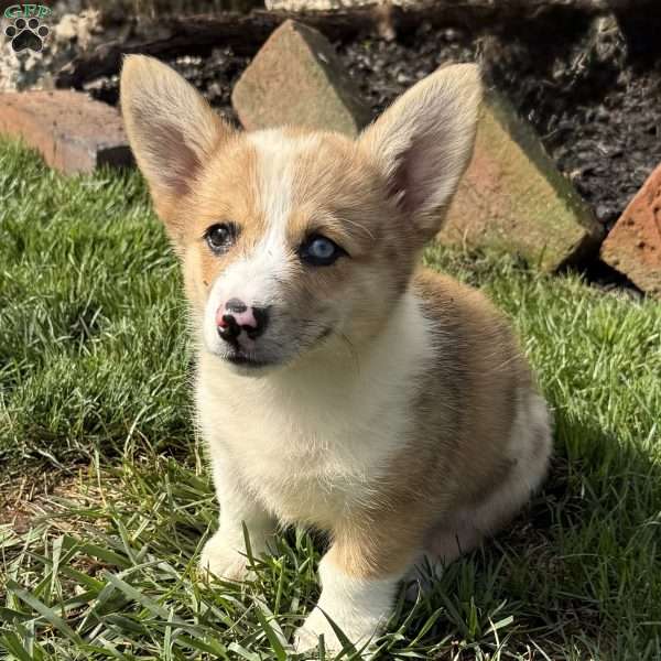 Evie, Pembroke Welsh Corgi Puppy