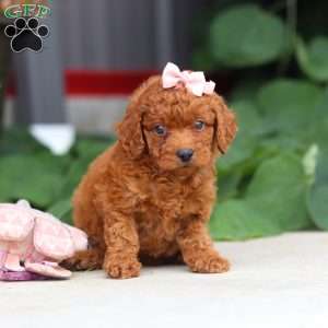 Molly, Miniature Poodle Puppy