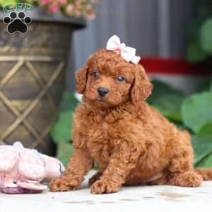 Molly, Miniature Poodle Puppy