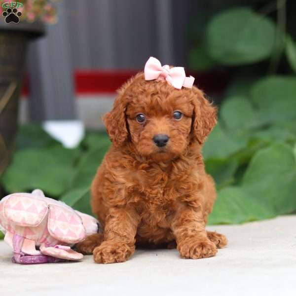 Molly, Miniature Poodle Puppy