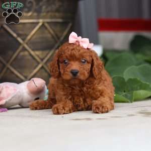 Molly, Miniature Poodle Puppy