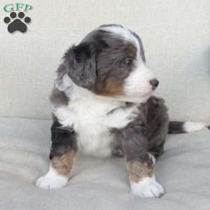 Samson, Mini Bernedoodle Puppy
