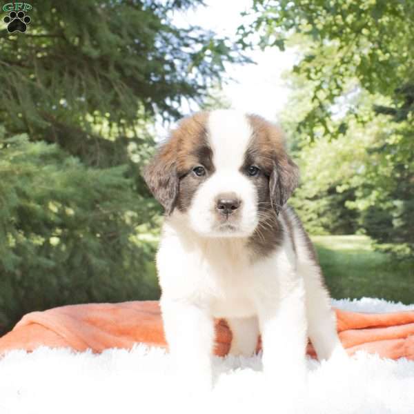Cypress, Saint Bernard Puppy