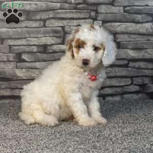 Hadassa, Mini Goldendoodle Puppy