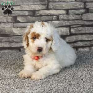 Hadassa, Mini Goldendoodle Puppy