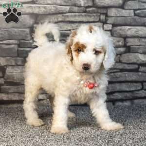 Hadassa, Mini Goldendoodle Puppy
