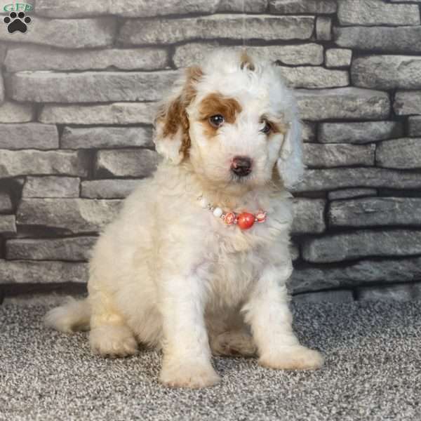 Hadassa, Mini Goldendoodle Puppy