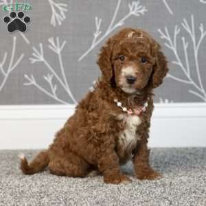 Hank, Mini Goldendoodle Puppy