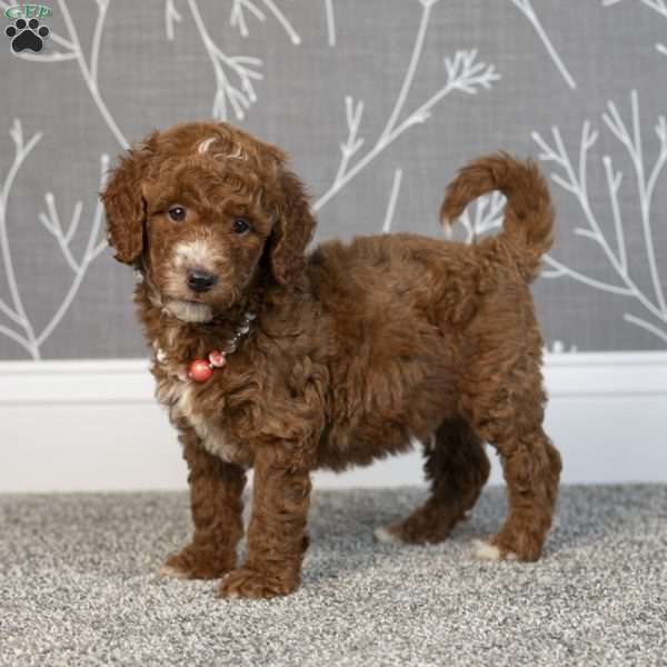 Hank, Mini Goldendoodle Puppy