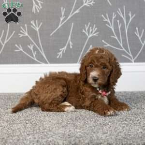 Hank, Mini Goldendoodle Puppy