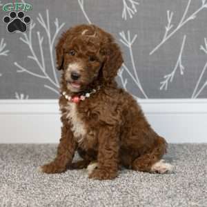 Hank, Mini Goldendoodle Puppy