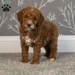 Hannah, Mini Goldendoodle Puppy