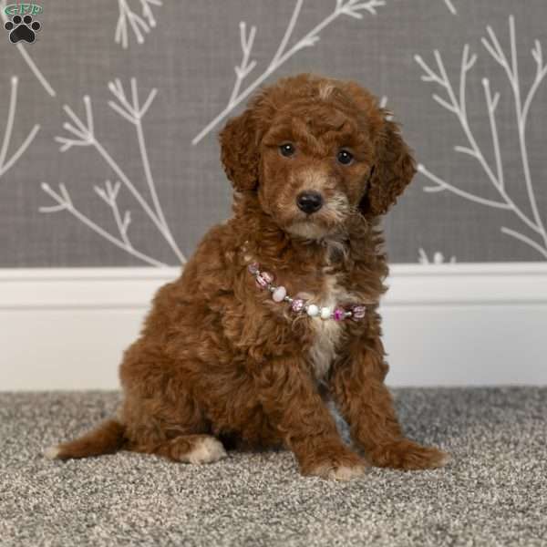 Hannah, Mini Goldendoodle Puppy