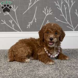 Hannah, Mini Goldendoodle Puppy