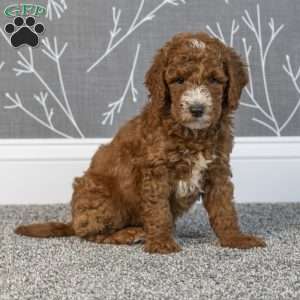 Harlan, Mini Goldendoodle Puppy