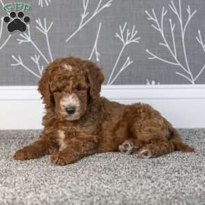 Harlan, Mini Goldendoodle Puppy