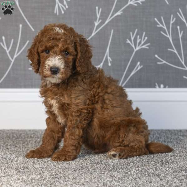 Harlan, Mini Goldendoodle Puppy