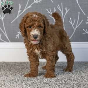 Harlan, Mini Goldendoodle Puppy