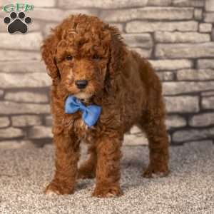 Harris, Mini Goldendoodle Puppy
