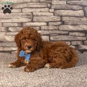 Harris, Mini Goldendoodle Puppy