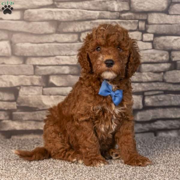 Harris, Mini Goldendoodle Puppy