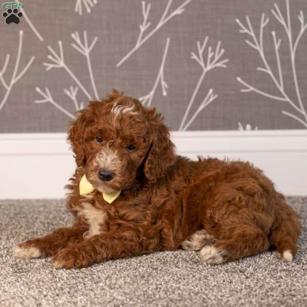 Harry, Mini Goldendoodle Puppy