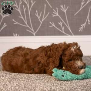 Harry, Mini Goldendoodle Puppy