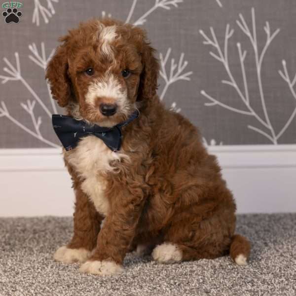Hayden, Mini Goldendoodle Puppy