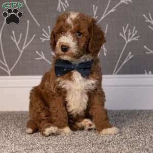 Hayden, Mini Goldendoodle Puppy