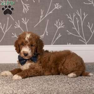 Hayden, Mini Goldendoodle Puppy