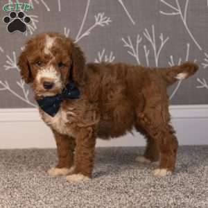 Hayden, Mini Goldendoodle Puppy