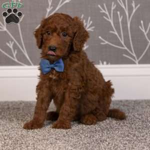 Hector, Mini Goldendoodle Puppy