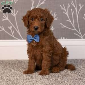 Hector, Mini Goldendoodle Puppy