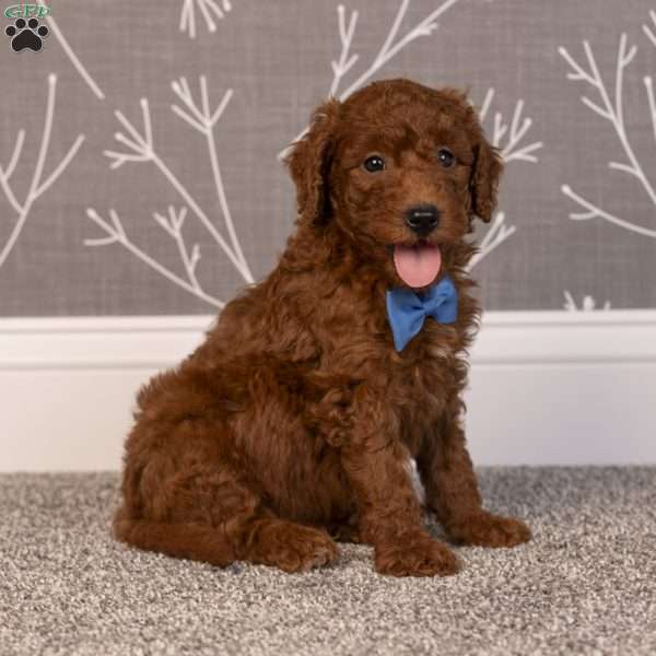 Hector, Mini Goldendoodle Puppy