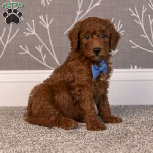 Hector, Mini Goldendoodle Puppy